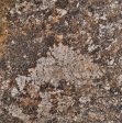 Carnaval Granite Slabs Suppliers