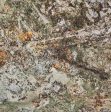 Kamarica Granite Slabs Suppliers