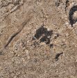 Minsk Gold TREATED Granite Slabs Suppliers
