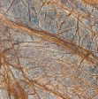 Rain Forest Brown Polished Supplier
